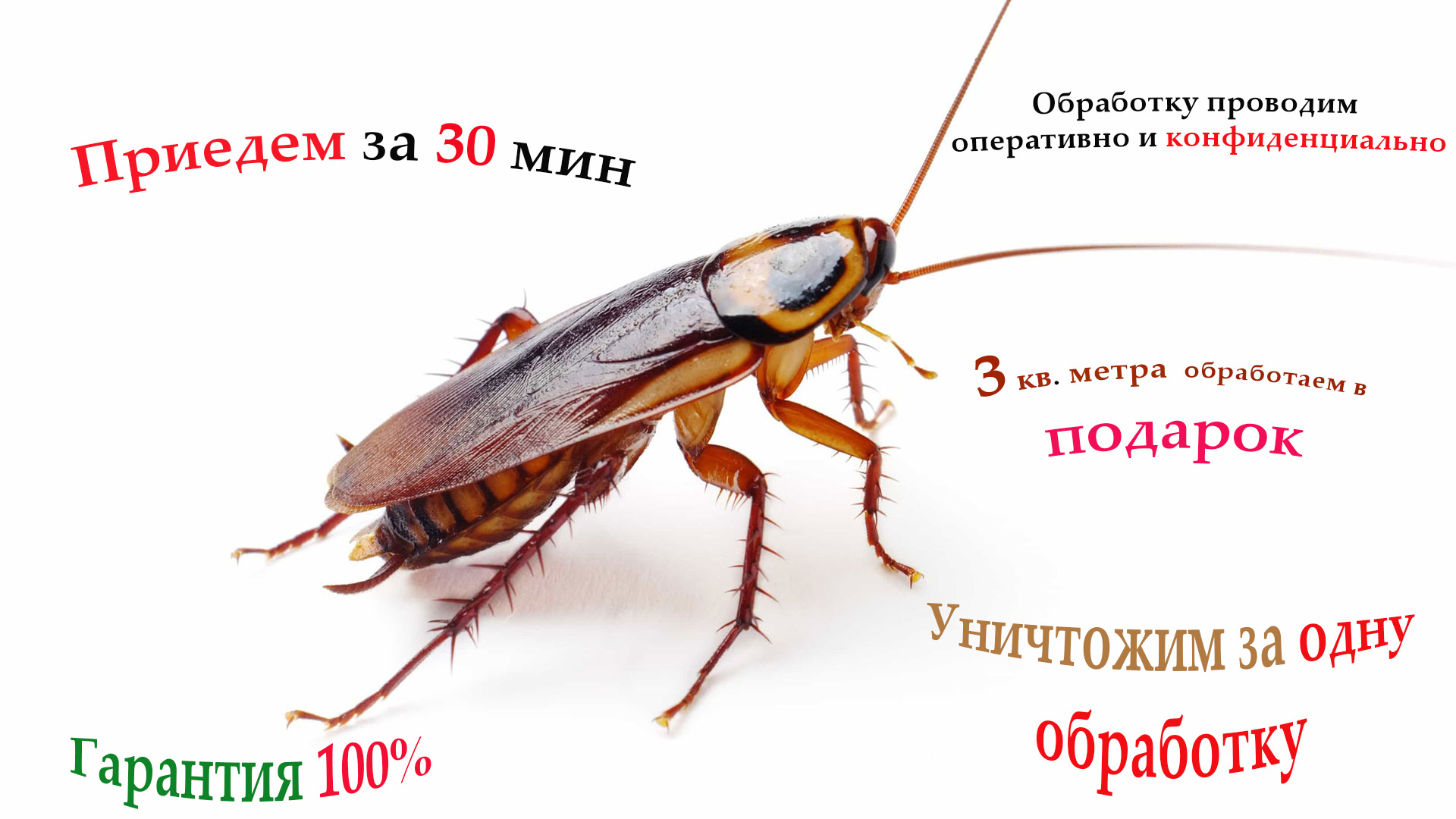 unichtozhenie-tarakanov-v-cheboksarah.jpg